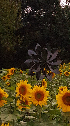 Tourist Attraction «Sussex County Sunflower Maze», reviews and photos, 101 Co Rd 645, Sandyston, NJ 07826, USA