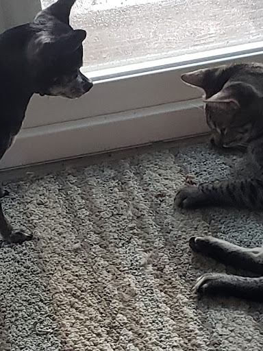 Wedding Venue «THE SPRINGS Event Venue», reviews and photos, 1950 County Road 220, Angleton, TX 77515, USA