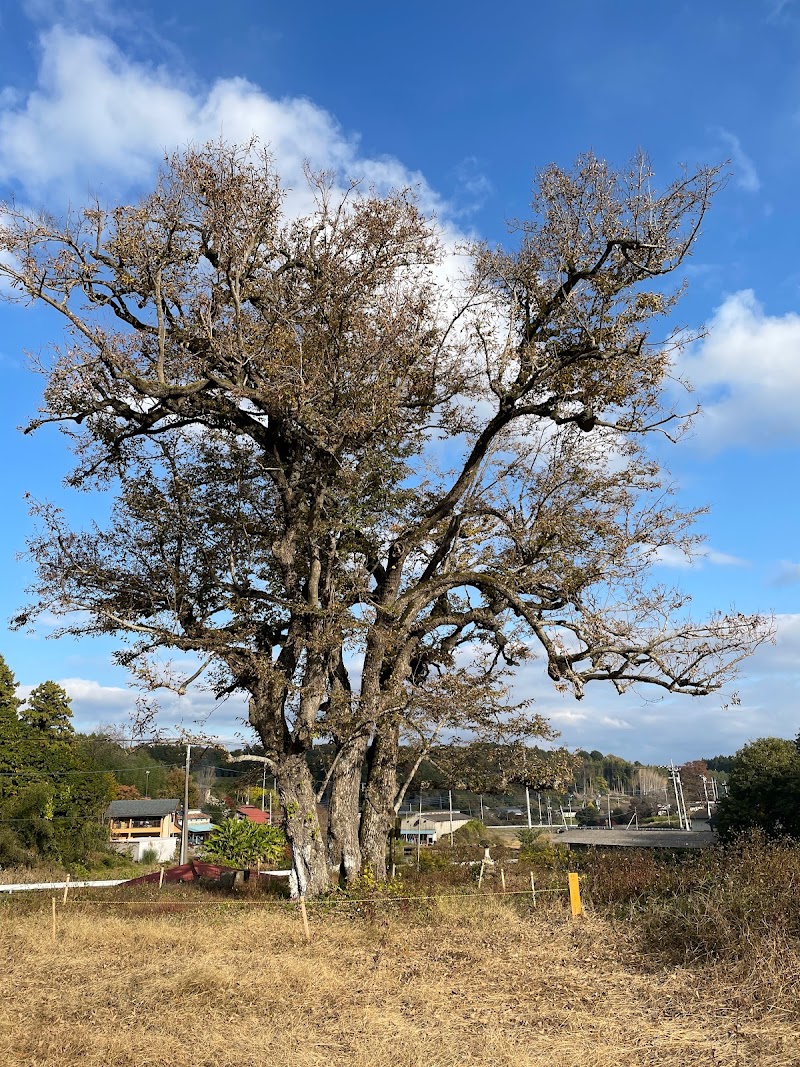 菩提久保のボダイジュ