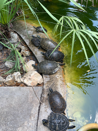 Tourist Attraction «Reptile World Serpentarium», reviews and photos, 5705 E Irlo Bronson Memorial Hwy, St Cloud, FL 34771, USA