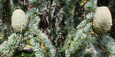 Théatre de verdure à Mont-Dore