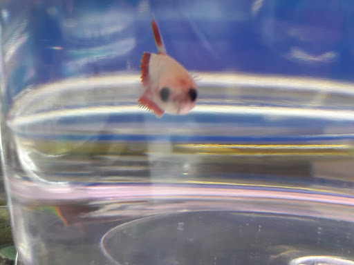 Pet Supply Store «Petco Animal Supplies», reviews and photos, 30697 US Hwy 19 N, Palm Harbor, FL 34684, USA