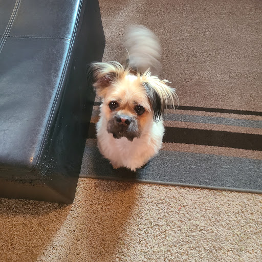 Great Falls Veterinary Services image