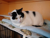 Holistic Vet - Marcie Fallek, DVM, CVA - Photo 4 - Car repair in Granby, CT, Springfield