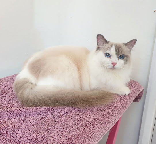 Groomed To Purr-fection Cat Grooming - Nottingham