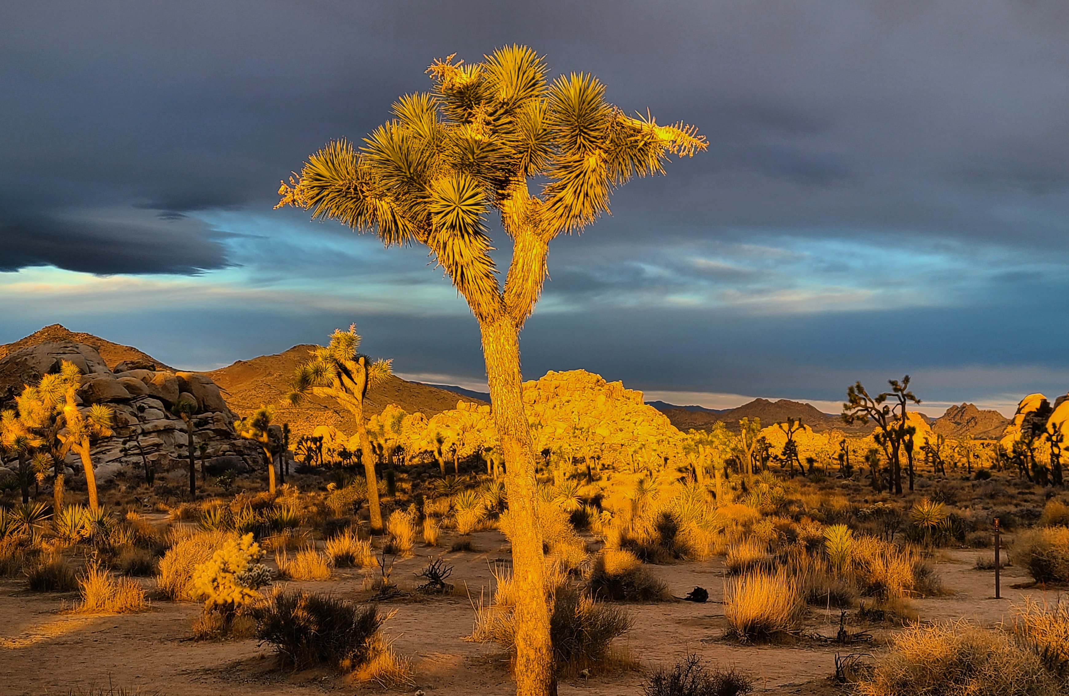 Picture of a place: Joshua Tree National Park