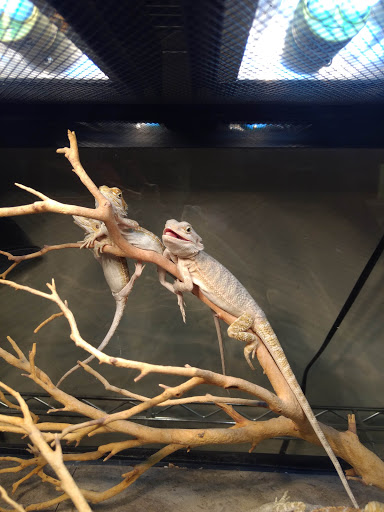 Pet Supply Store «Premier Pet Supply», reviews and photos, 63 W Auburn Rd, Rochester Hills, MI 48307, USA