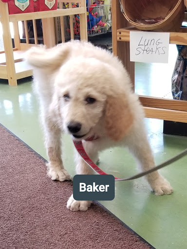 Pet Supply Store «Animal Krackers Inc», reviews and photos, 232 Main St, Gloucester, MA 01930, USA