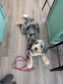 Summit K9 - Photo 3 - Car repair in Rochester, NY, Rochester