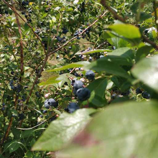 Produce Market «Klock Blueberry Farm», reviews and photos, 931 NE Salzman Rd, Corbett, OR 97019, USA