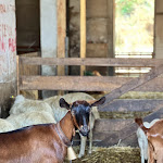 Photo n°21 de l'avis de Paolo.u fait le 13/08/2023 à 14:49 sur le  Agriturismo Camigliatello Fattoria Biò à Camigliatello Silano