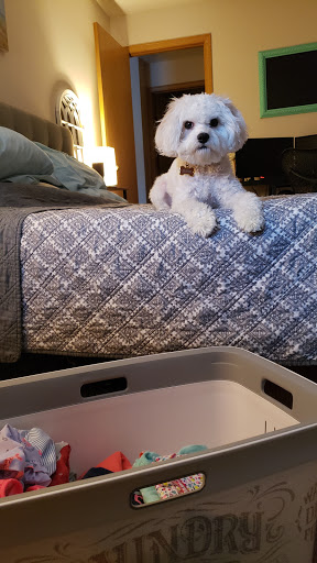 Pet Supply Store «PetSmart», reviews and photos, 2801 Pine Lake Rd, Lincoln, NE 68516, USA