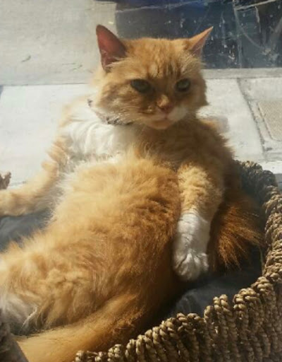 Pet Supply Store «Critter Fritters Pet Foods», reviews and photos, 670 Chenery St, San Francisco, CA 94131, USA