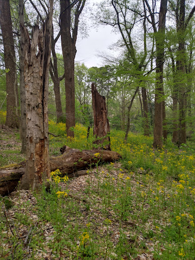 Nature Preserve «Fernbank Forest», reviews and photos, 767 Clifton Rd, Atlanta, GA 30307, USA