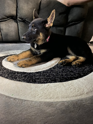 Pet Store «Petland», reviews and photos, 10289 Ulmerton Rd, Largo, FL 33771, USA