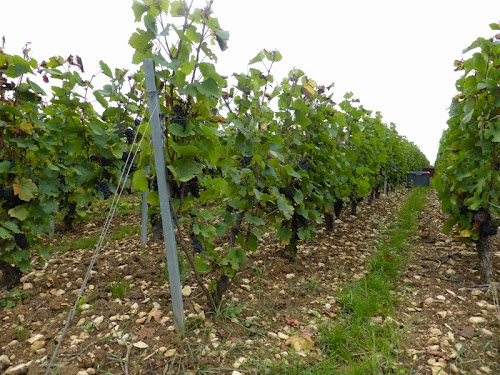 CHAMPAGNE BARBICHON à Gyé-sur-Seine