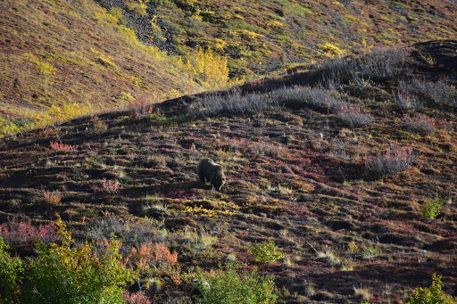 National Park «Denali National Park and Preserve», reviews and photos