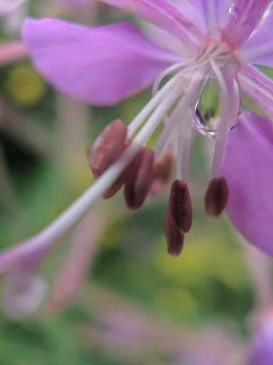 State Park «Bridle Trails State Park», reviews and photos, 5300 116th Ave. N.W., Kirkland, WA 98033, USA