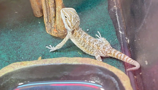 Pet Supply Store «PetSmart», reviews and photos, 4749 Valley View Blvd NW, Roanoke, VA 24012, USA