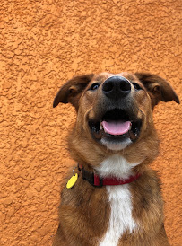 Paws Pounding Pavement - Photo 5 - Car repair in Minneapolis, MN, Minneapolis