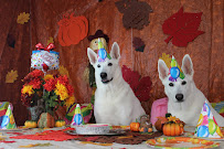 Party Animals - Photo 2 - Car repair in Orange City, FL, Deltona