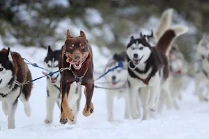 Australian Sleddog Tours image