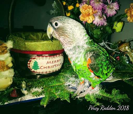 Pet Store «Leesburg Pet Center», reviews and photos, 959 N 14th St, Leesburg, FL 34748, USA