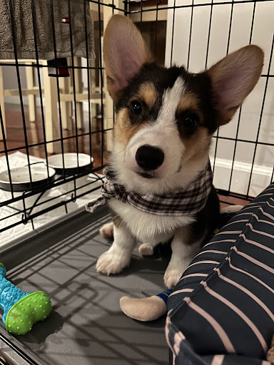 Pet Store «The Pet Zone», reviews and photos, 2001 South Rd, Poughkeepsie, NY 12601, USA