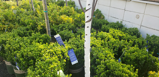 Garden Center «Westminster Nursery & Florist», reviews and photos, 30 Westminster Rd, West Hempstead, NY 11552, USA