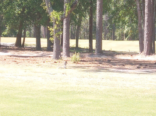 Golf Course «Pablo Creek Club», reviews and photos, 5660 San Pablo Rd S, Jacksonville, FL 32224, USA