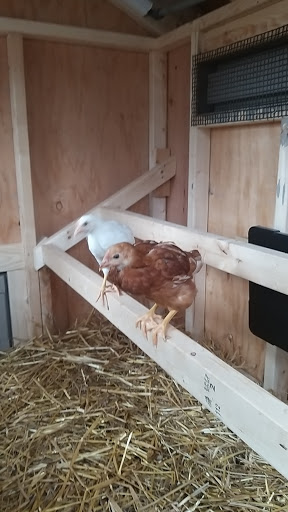 Hardware Store «Amish Mike», reviews and photos, 480 US-46, Hackettstown, NJ 07840, USA