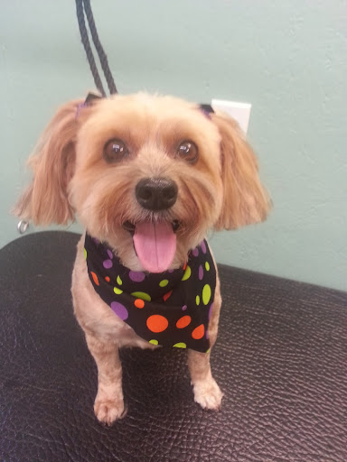 Pet Groomer «Barking Beauties pet Boutique», reviews and photos, 112 E 2nd St S, Newton, IA 50208, USA