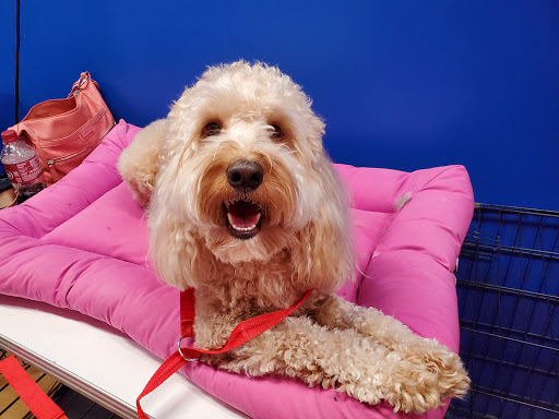 Pet Groomer «Splash and Dash Groomerie & Boutique», reviews and photos, 224 Peachtree East Shopping Center, Peachtree City, GA 30269, USA