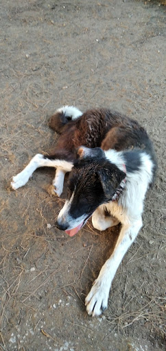 PELUQUERíA CANINA MARíA