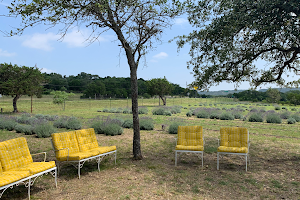 Hill Country Lavender Farm image