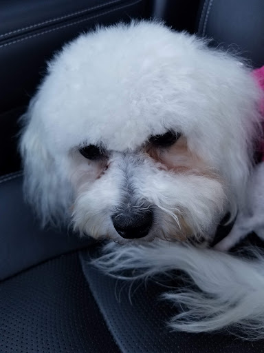 Pet Supply Store «PetSmart», reviews and photos, 2641 Lawndale Dr, Greensboro, NC 27408, USA