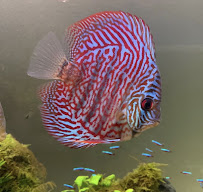 Liahona Tropical Fish - Photo 2 - Car repair in Garden Grove, CA, Anaheim