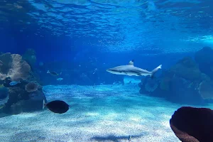 Israel Aquarium image