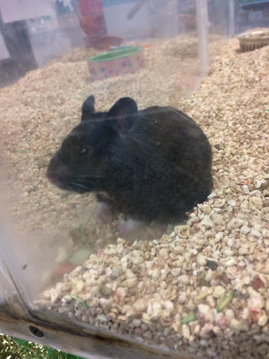 Pet Store «Pet World», reviews and photos, 7585 W 10th Ave, Lakewood, CO 80214, USA