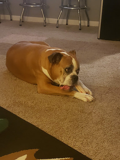 Pet Supply Store «Petco Animal Supplies», reviews and photos, 1337 N National Rd, Columbus, IN 47201, USA