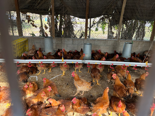Poultry Farm «Orlando Live Poultry», reviews and photos, 2499 Regent Ave, Orlando, FL 32804, USA