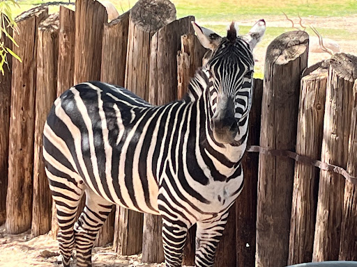 Zoo «Wildlife World Zoo, Aquarium & Safari Park», reviews and photos, 16501 W Northern Ave, Litchfield Park, AZ 85340, USA