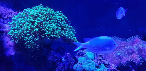 Aquarium «Shark Encounter», reviews and photos, 7007 Sea World Dr, Orlando, FL 32821, USA