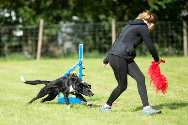 Jackpot Dog Training and Walking - Stoke-on-Trent