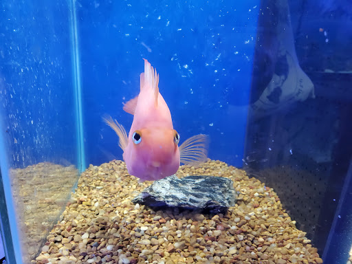 Pet Store «Pet Paradise», reviews and photos, 307 Kellam Rd, Virginia Beach, VA 23462, USA