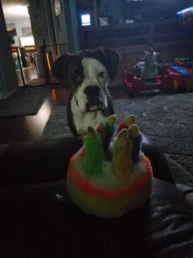 Pet Supply Store «Pet Pros Puyallup», reviews and photos, 5614 176th St E, Puyallup, WA 98375, USA