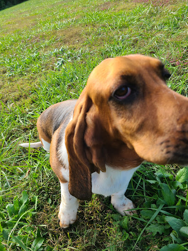 Dog Park «Murfreesboro Bark Park», reviews and photos, 1540 W College St, Murfreesboro, TN 37130, USA