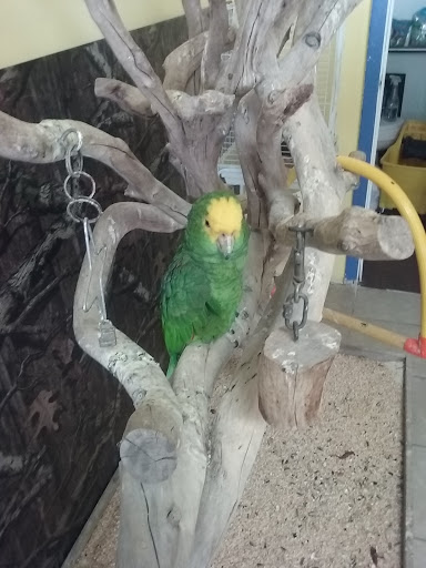 Pet Store «The Amazon Pet Store», reviews and photos, 2936 Del Prado Blvd, Cape Coral, FL 33904, USA