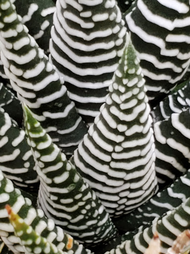 Orchard «The Orchard Shop», reviews and photos, 311 W St Joseph St, Muncie, IN 47303, USA