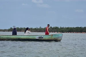 Flamingo Watching image